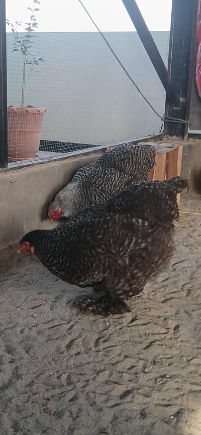 Coco brahma breeder female