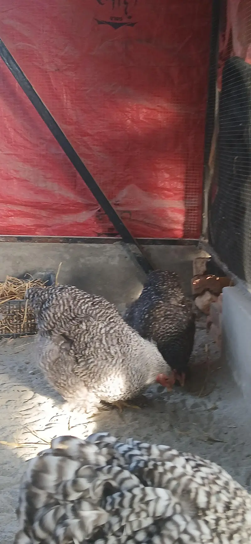 Coco brahma breeder female — photo 2