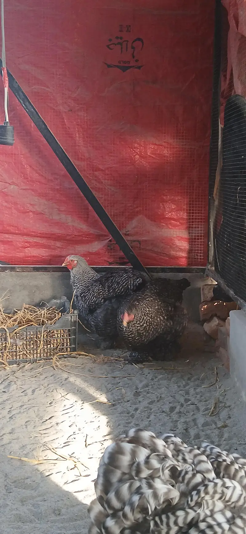 Coco brahma breeder female — photo 3