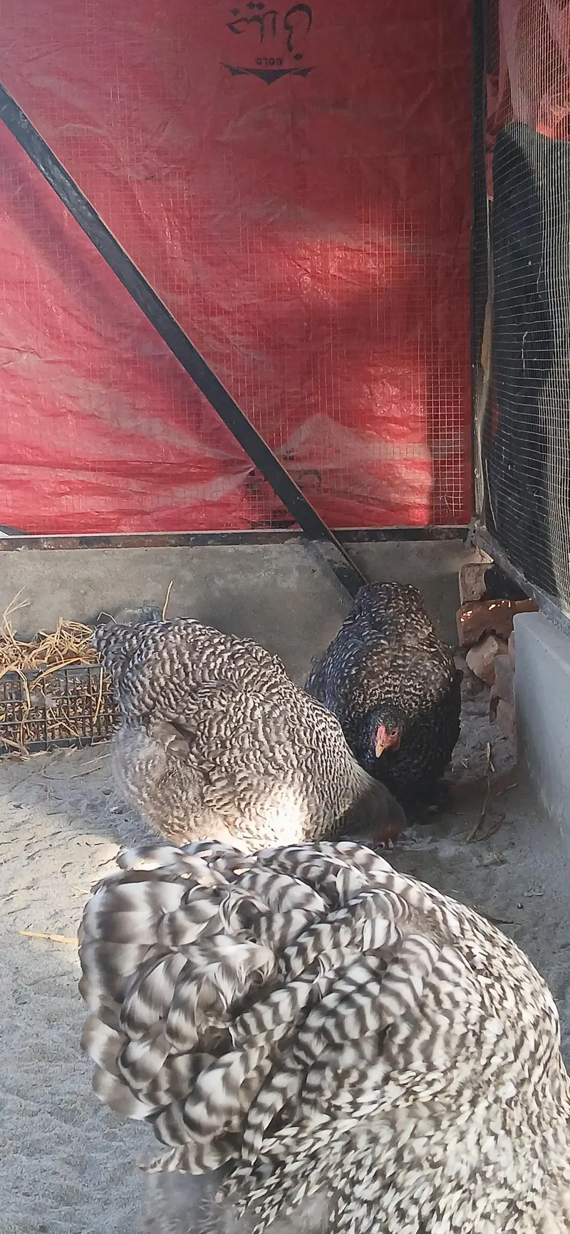 Coco brahma breeder female — photo 4