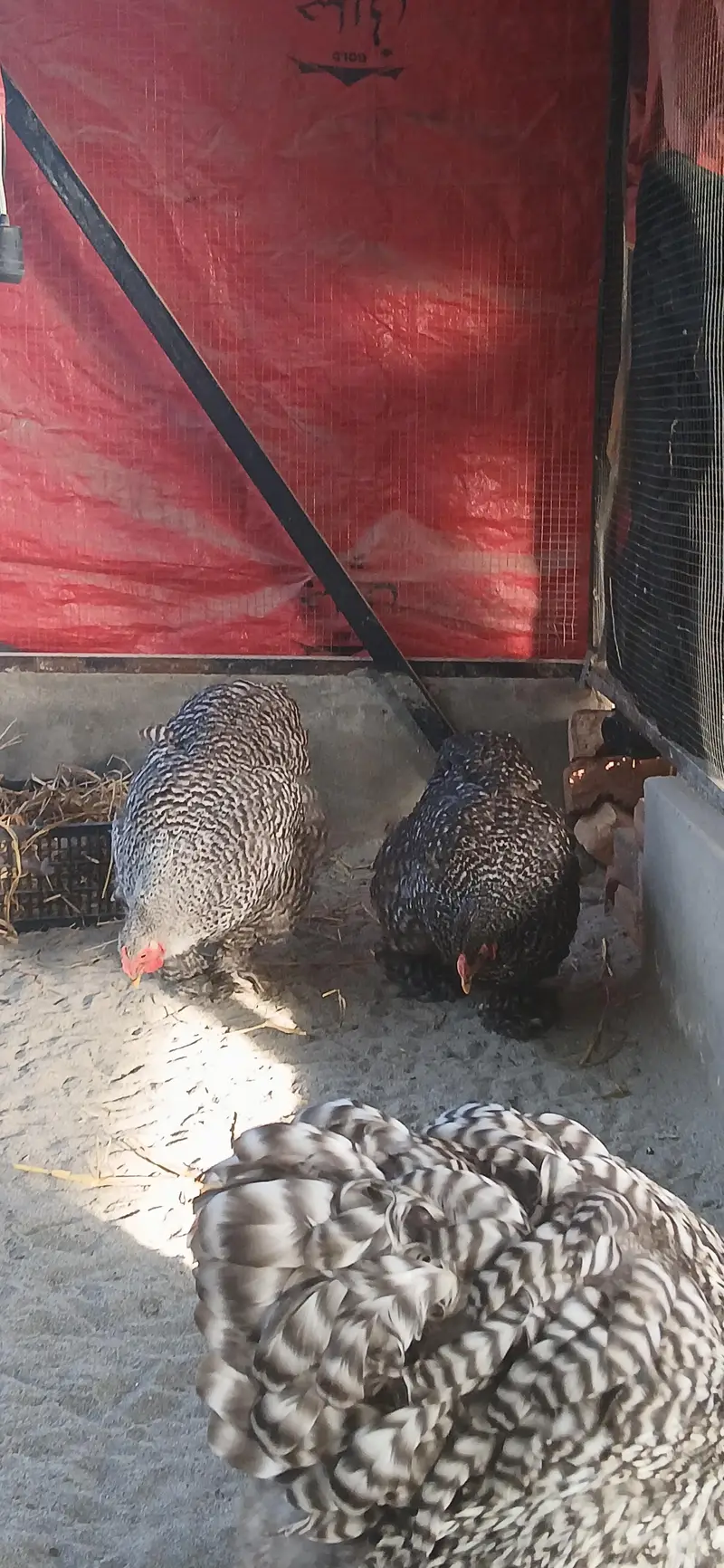 Coco brahma breeder female — photo 5