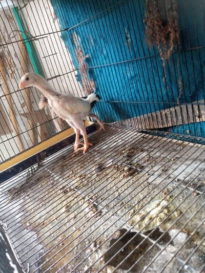 2 pure White Shamo chicks for sale