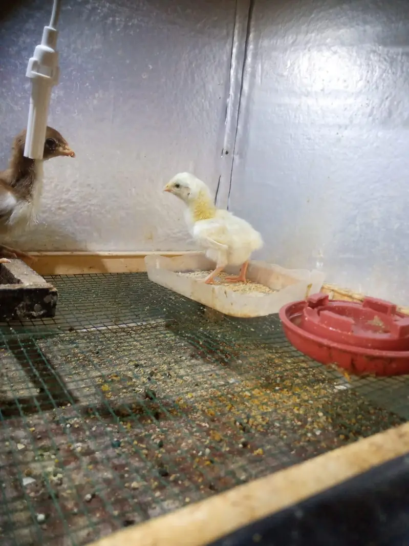 2 pure White Shamo chicks for sale — photo 2