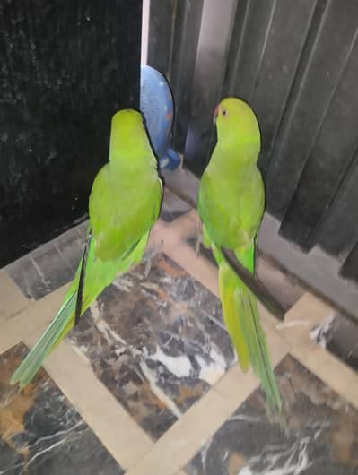 parrots for sale with cage