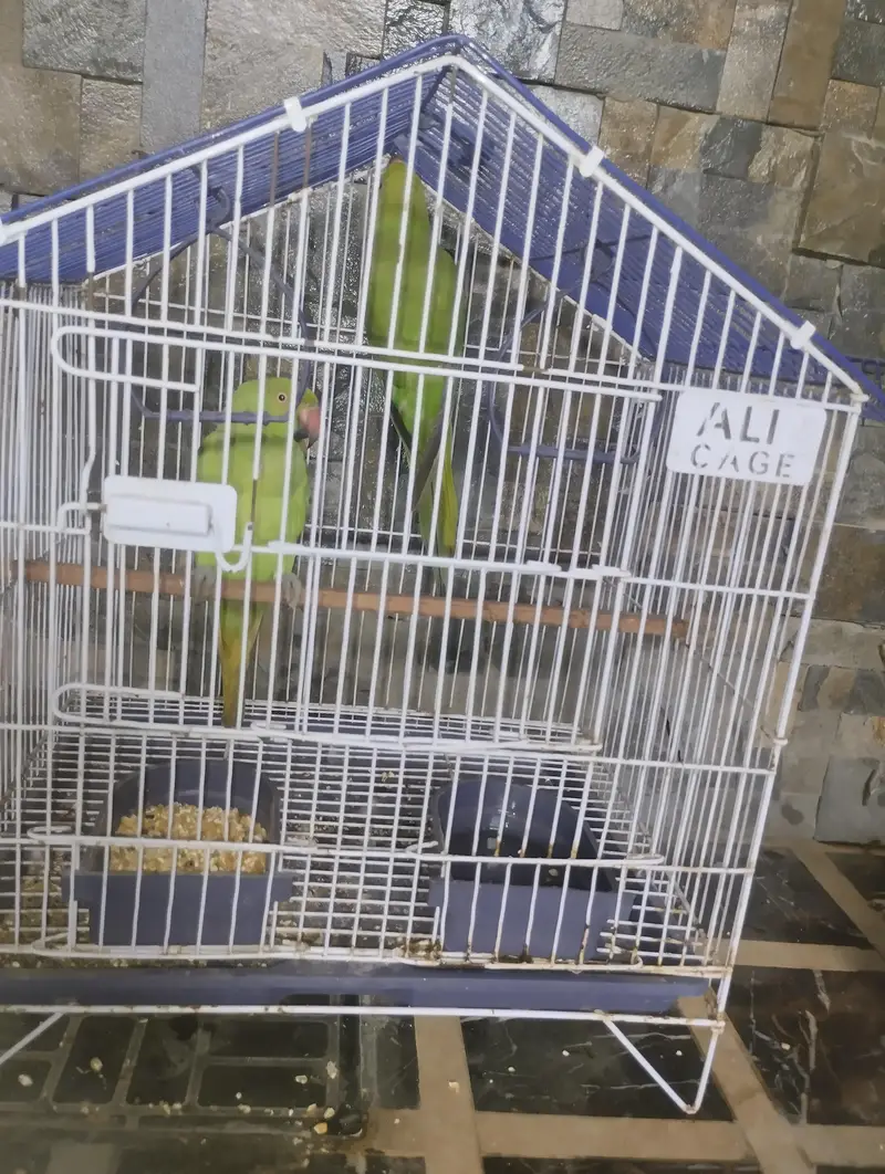 parrots for sale with cage — photo 2