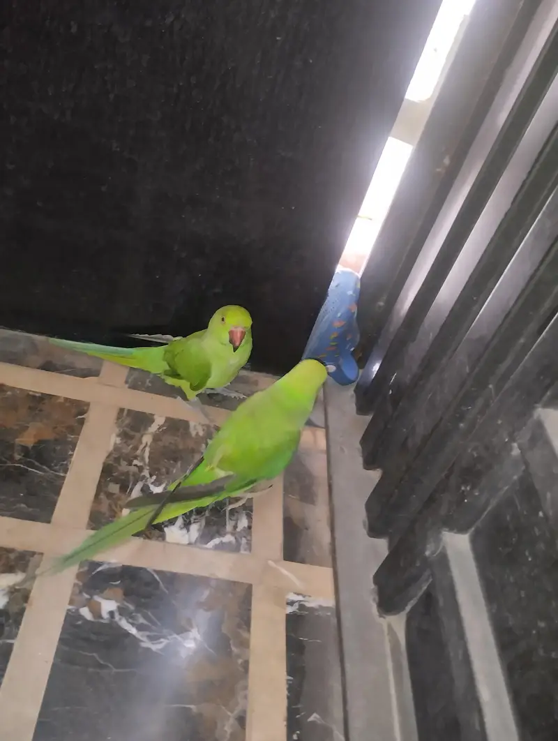 parrots for sale with cage — photo 3