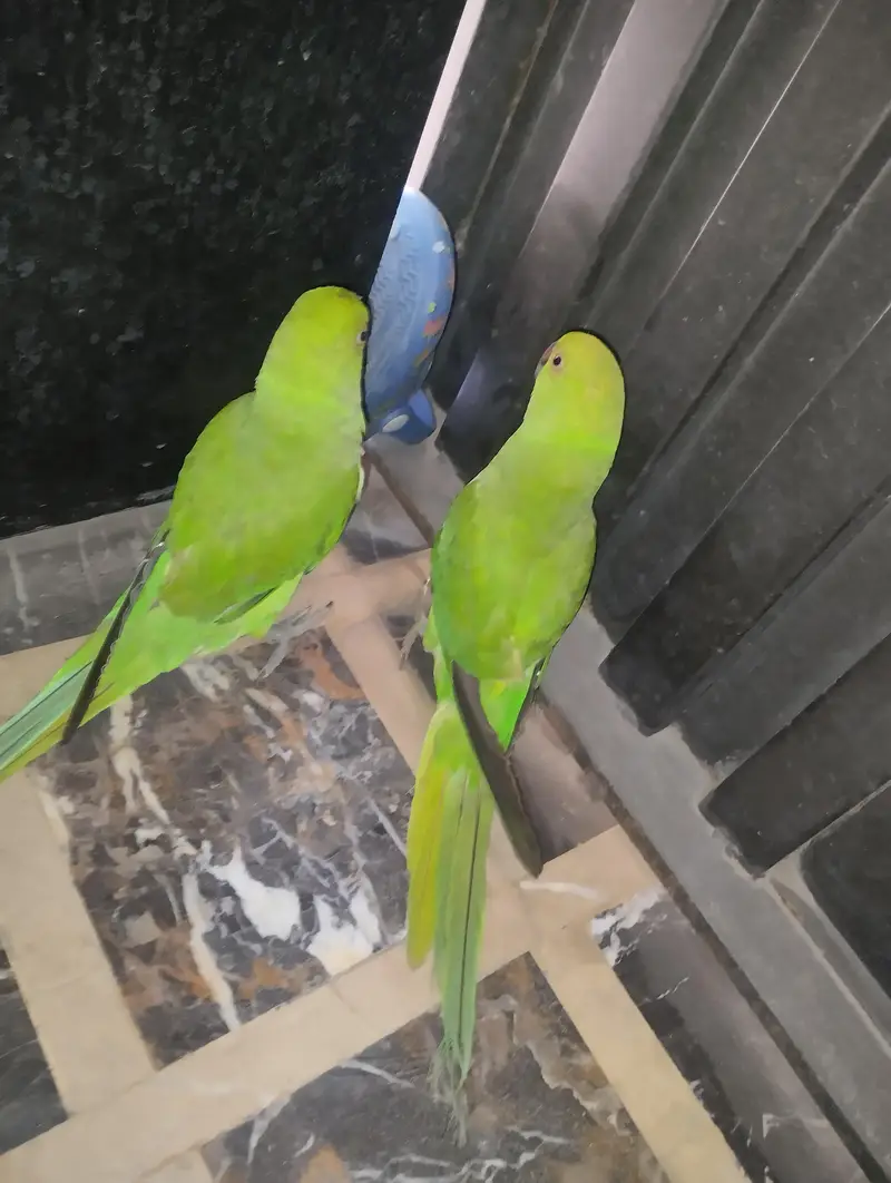 parrots for sale with cage — photo 4