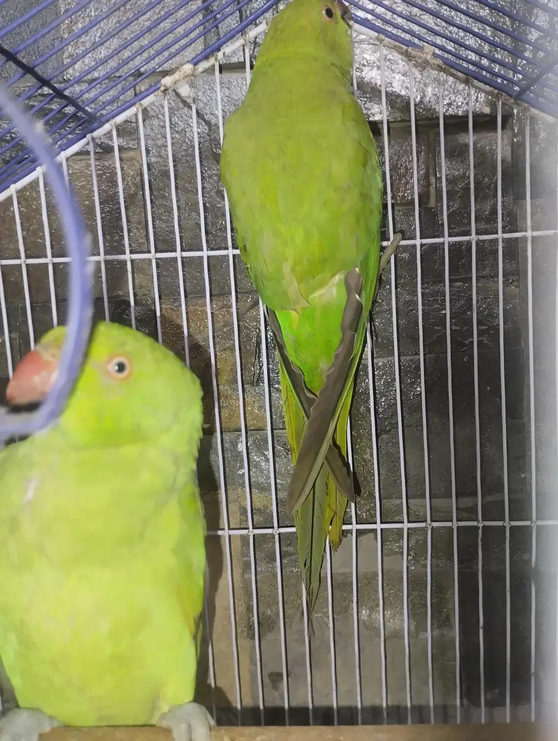 parrots for sale with cage — photo 5