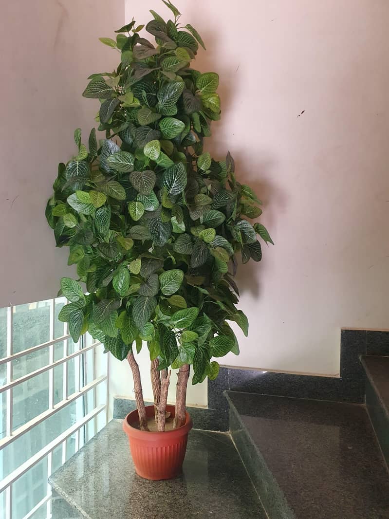 big planter 0