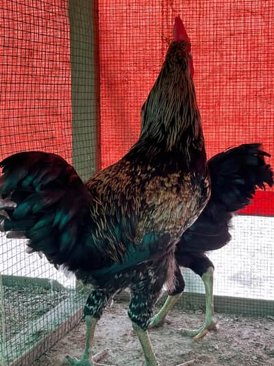 black lohman male