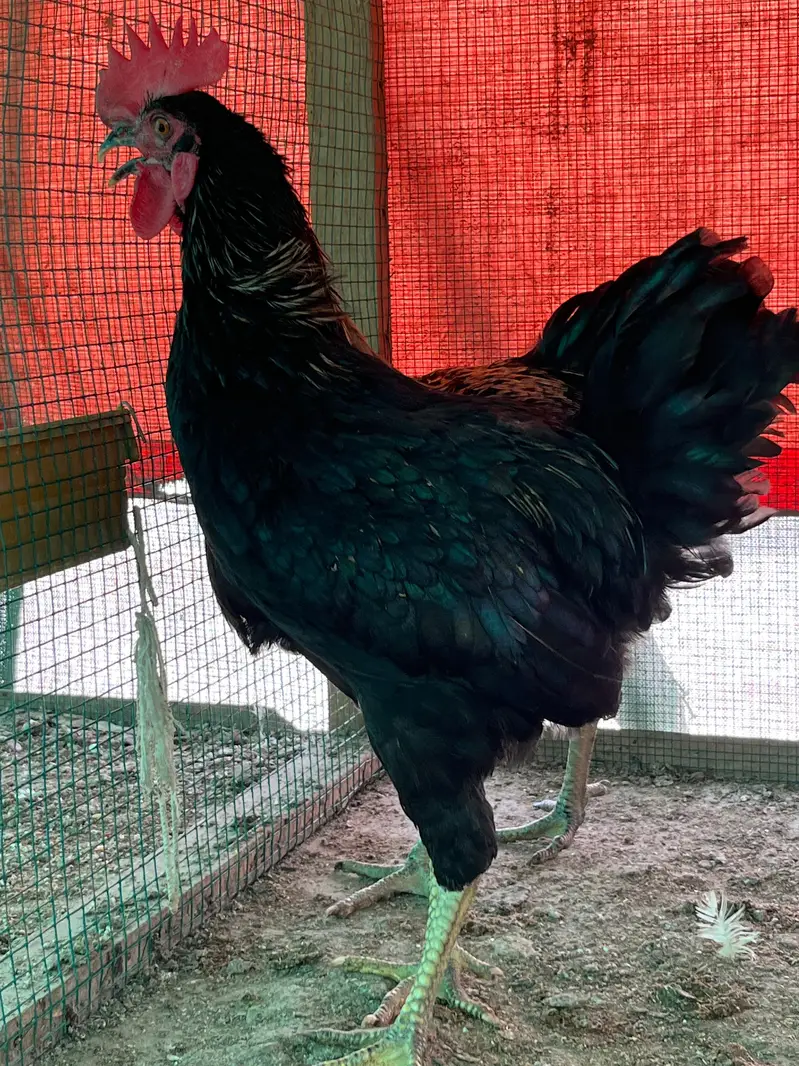 black lohman male — photo 3
