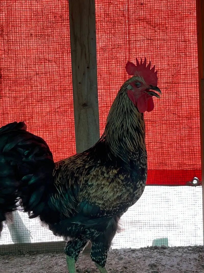black lohman male — photo 4