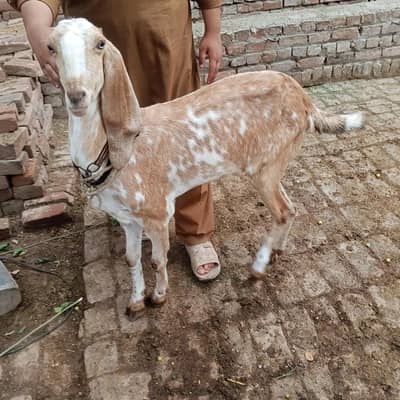goat for sale