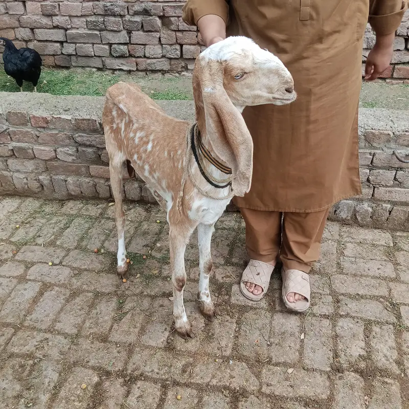 goat for sale — photo 2