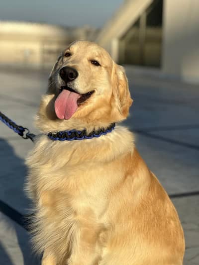 Top quality Golden retriever male available for sale