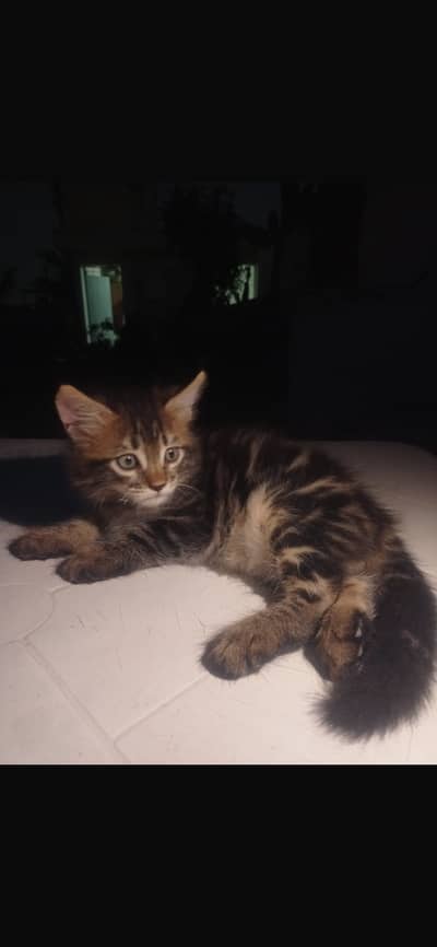 Persian cats for sale. Age 2 months. Beautiful cats