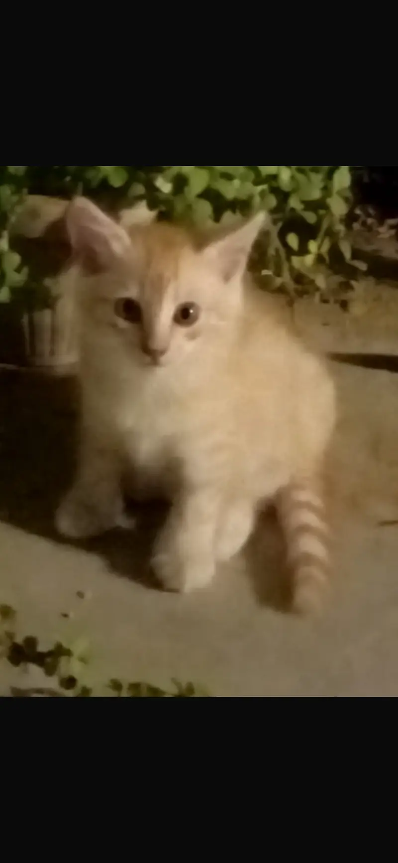 Persian cats for sale. Age 2 months. Beautiful cats — photo 2