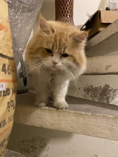 Cat Male Triple Long Coat