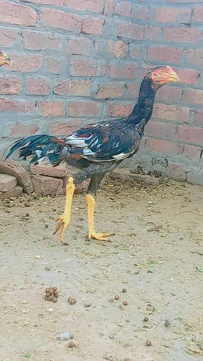 thai shamoo croos