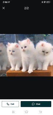 Persian cat for sale male or female vaccinated litre train