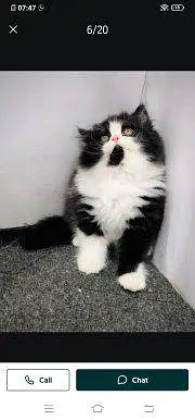 Persian cat for sale male or female vaccinated litre train — photo 2