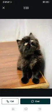 Persian cat for sale male or female vaccinated litre train — photo 3