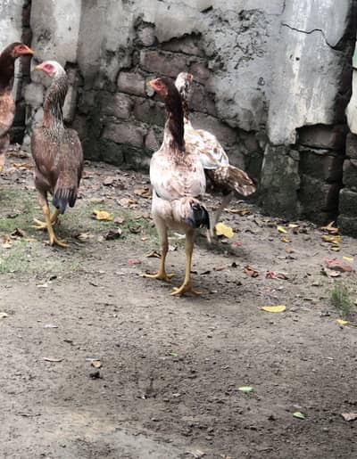 Aseel murghian pathi for sale hens , murgha murgi patha