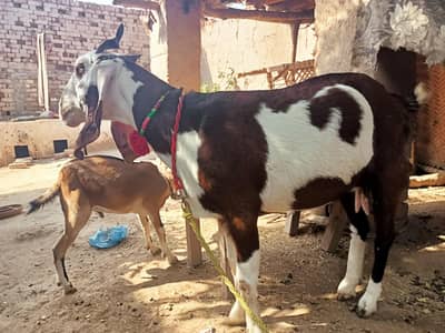 Goat for sale