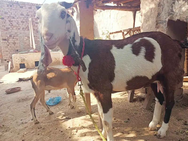 Goat for sale — photo 2