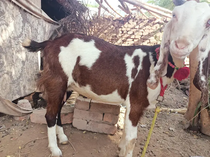 Goat for sale — photo 3