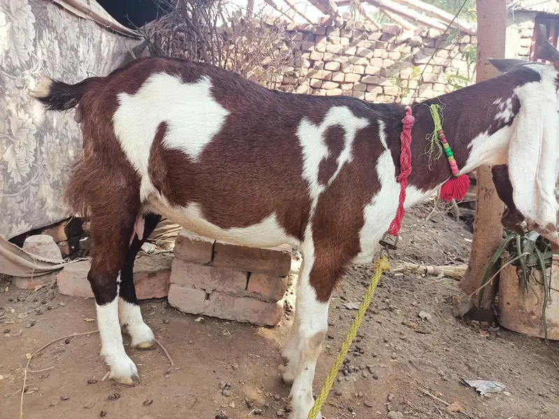 Goat for sale — photo 4