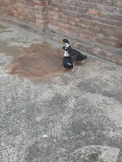 Black duck