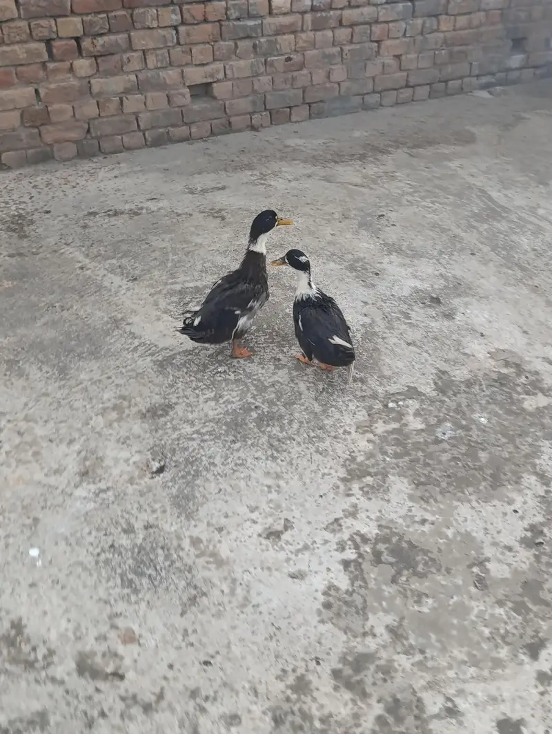 Black duck — photo 2