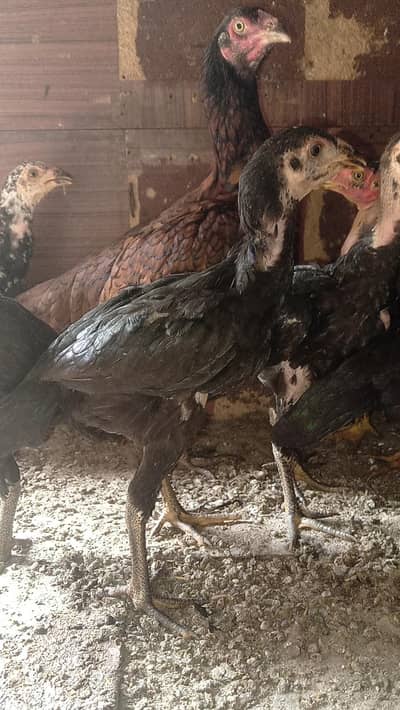 Aseel murgi with 5 chick