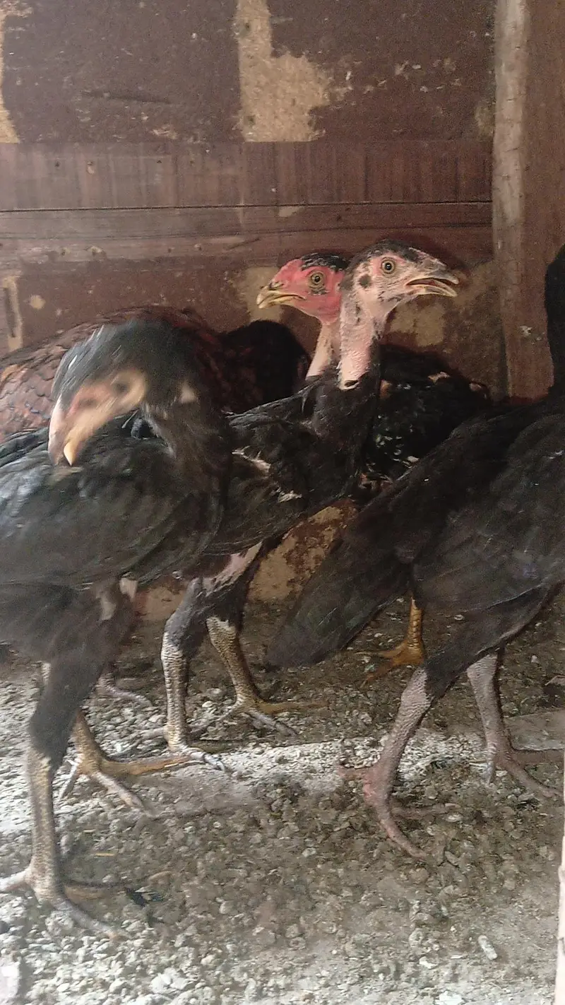 Aseel murgi with 5 chick — photo 2