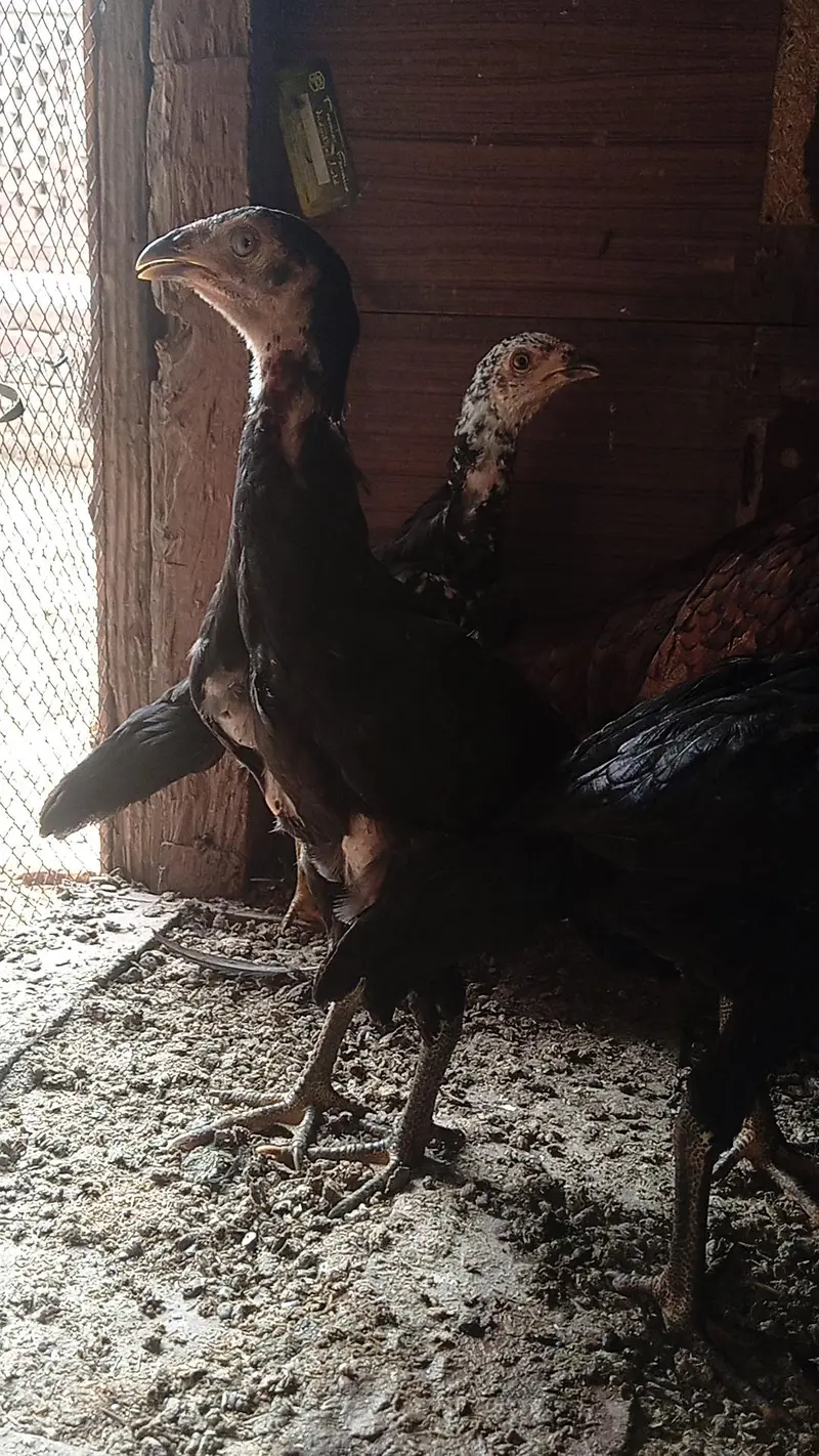 Aseel murgi with 5 chick — photo 3