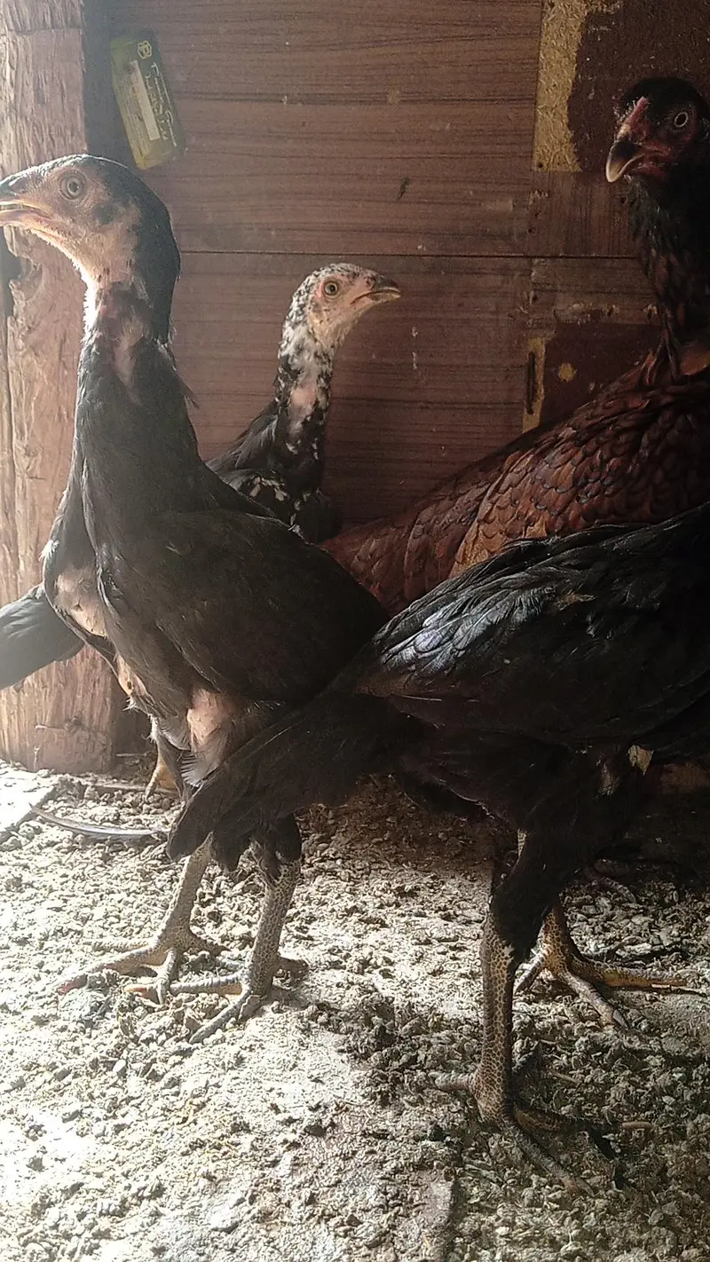 Aseel murgi with 5 chick — photo 4