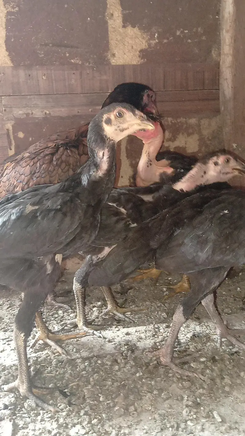Aseel murgi with 5 chick — photo 5