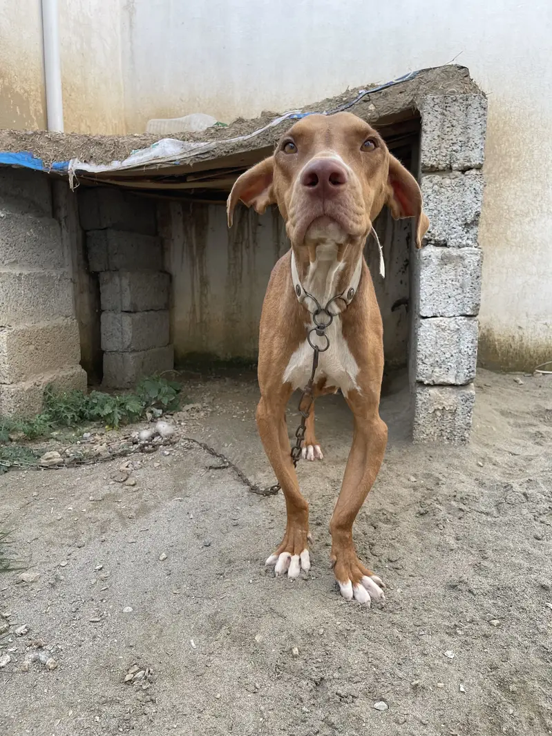 A good dog for a safety of a place — photo 2