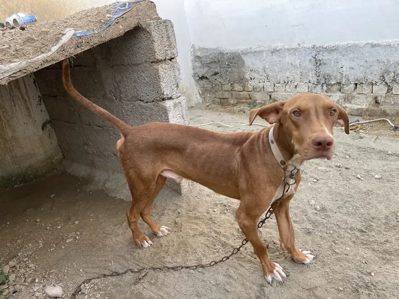 A good dog for a safety of a place — photo 3