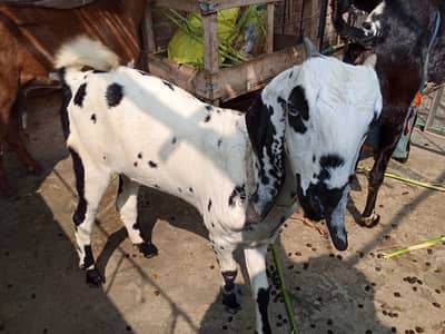 Desi Female Goat – 5 Months Old |desi dogli bakri / Goats for Sale