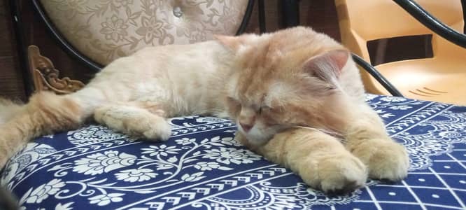 Persian cat for adoption