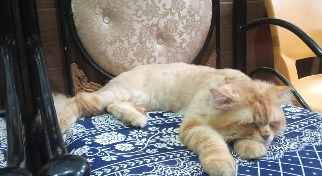 Persian cat for adoption — photo 2