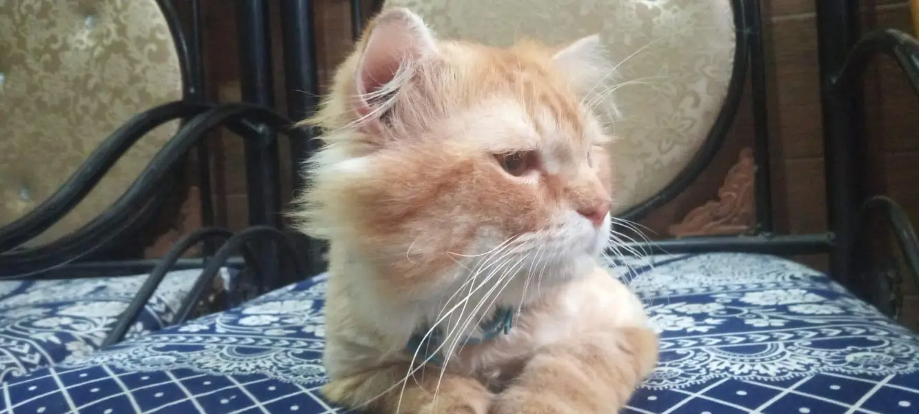 Persian cat for adoption — photo 3
