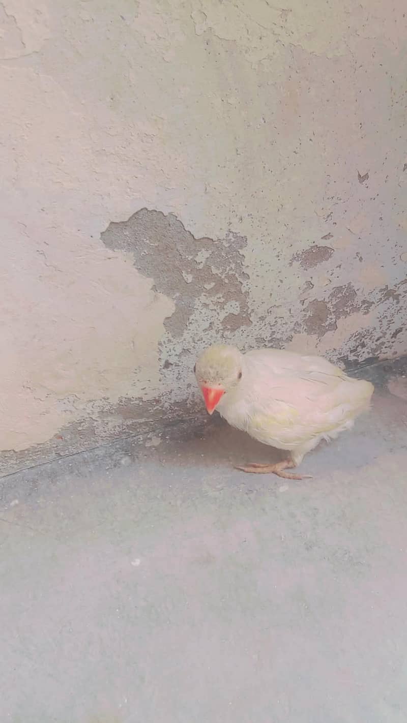 parrot 5