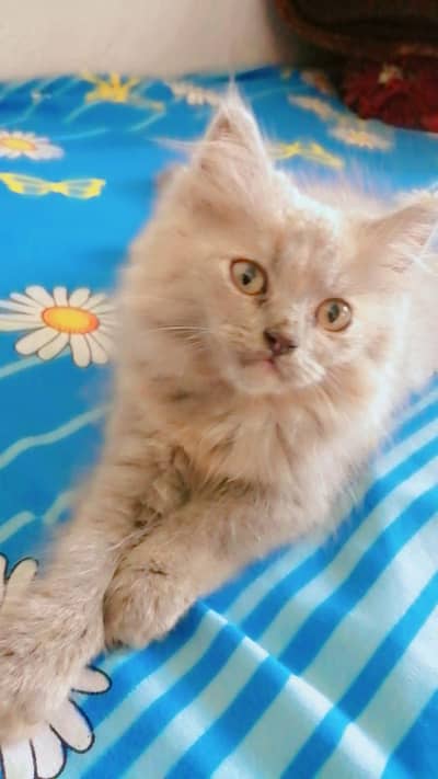 cute Persian female kittens for sale. . .