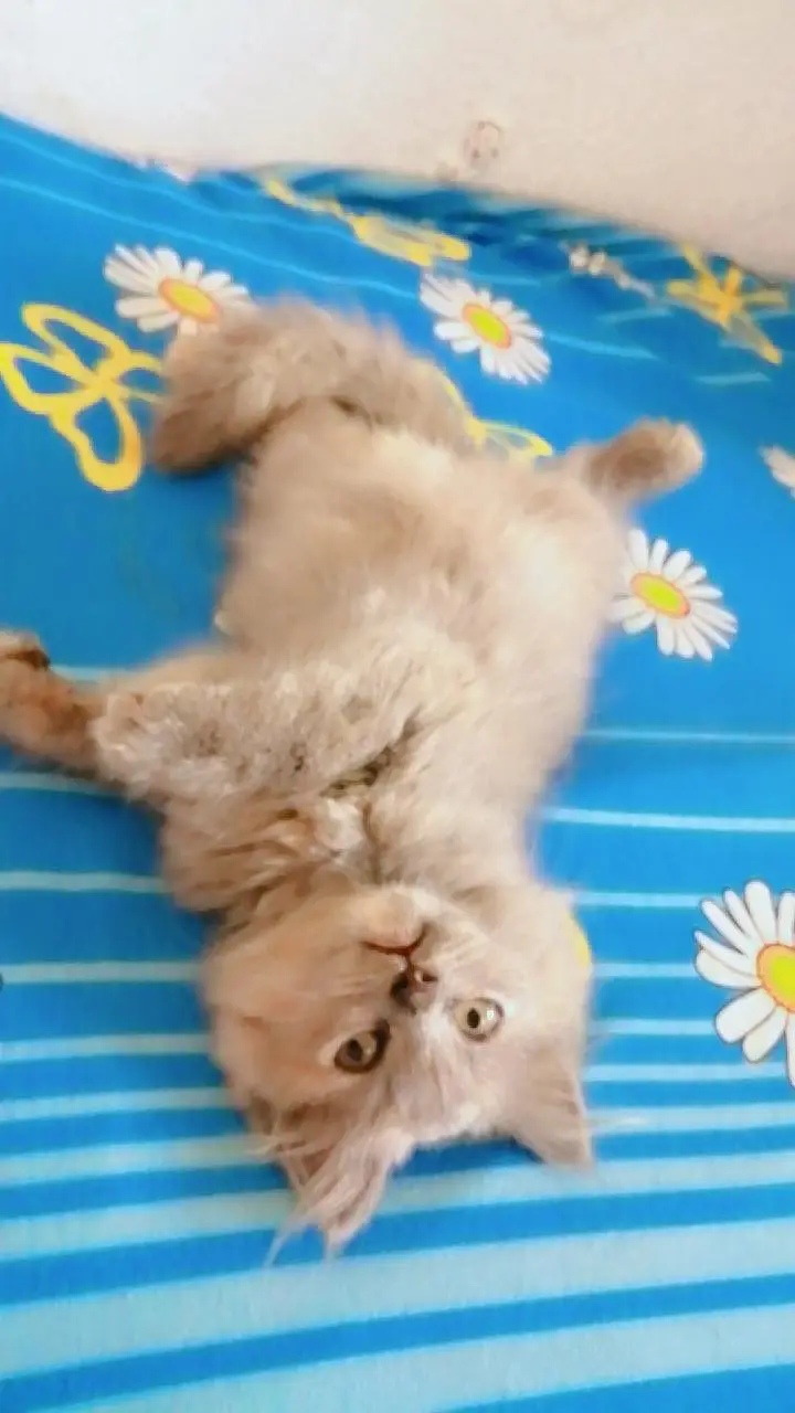 cute Persian female kittens for sale. . . — photo 2