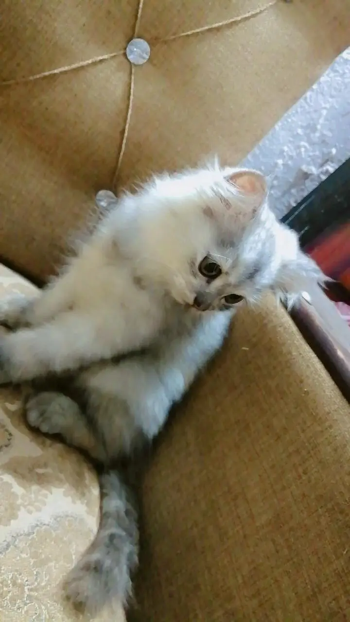 cute Persian female kittens for sale. . . — photo 3