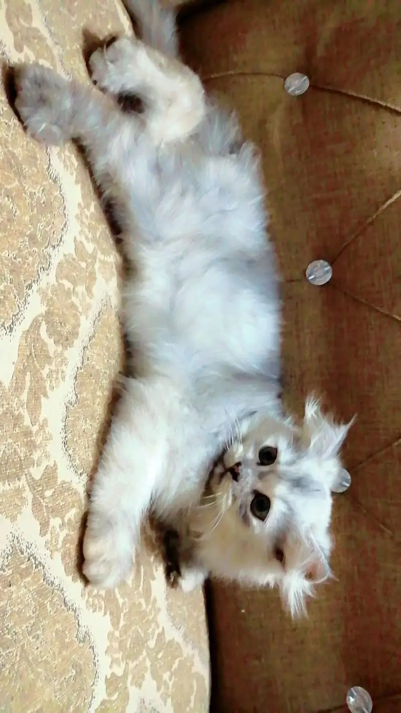 cute Persian female kittens for sale. . . — photo 4