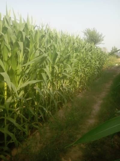 Silage maki 4 ekar